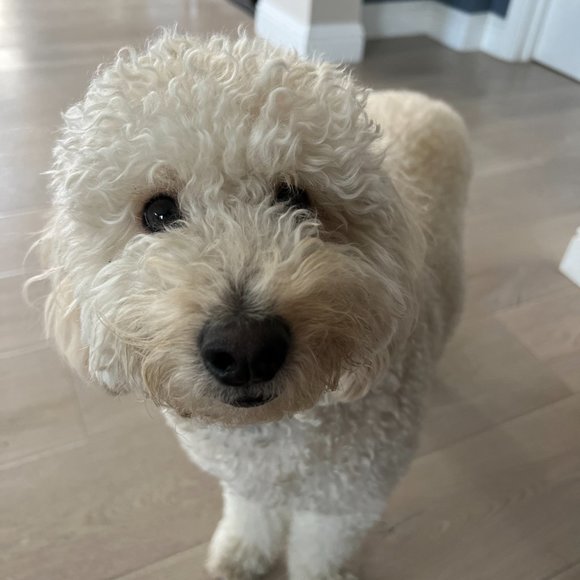 Meet your Posher, Melissa - Picture 3 of 3